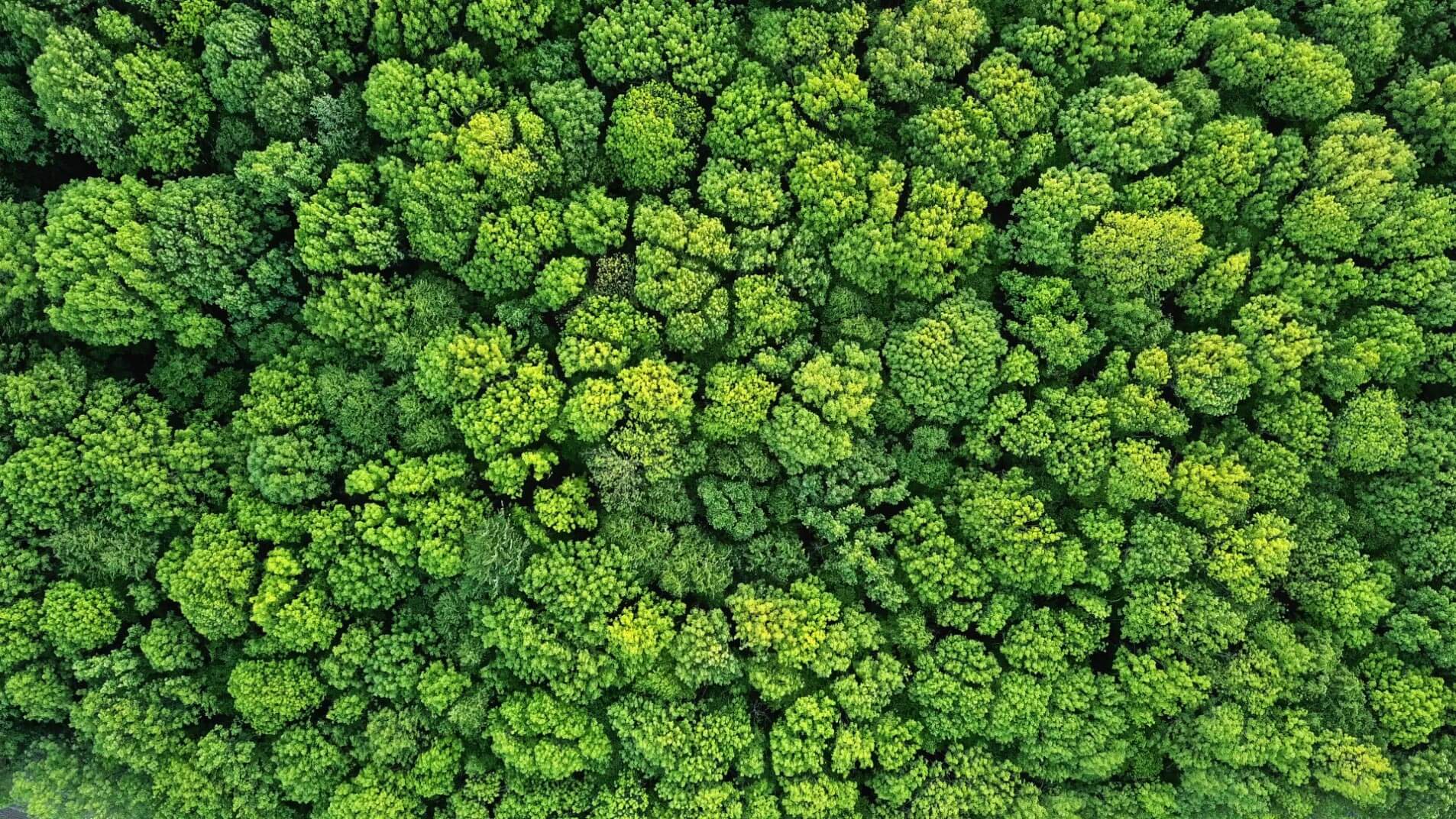 Tress from above