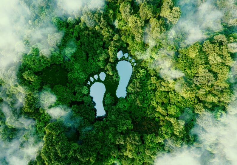 Footprints in forest